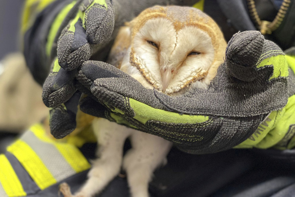 Behutsam hält ein Feuerwehrmann die gerettete Eule in der Hand.