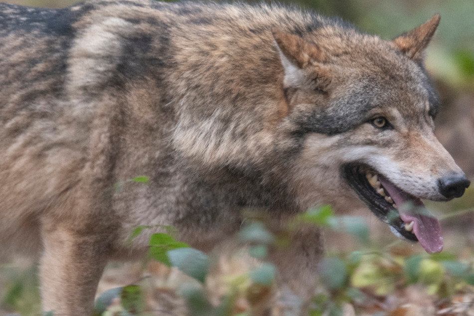Wölfe: Untersuchung bestätigt: Wolf hat Schafe und Ziege im Schwarzwald gerissen
