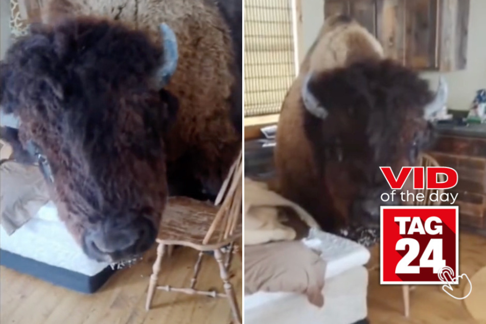 viral videos: Viral Video of the Day for July 19, 2023: Bison breaks into man's home and won't leave!