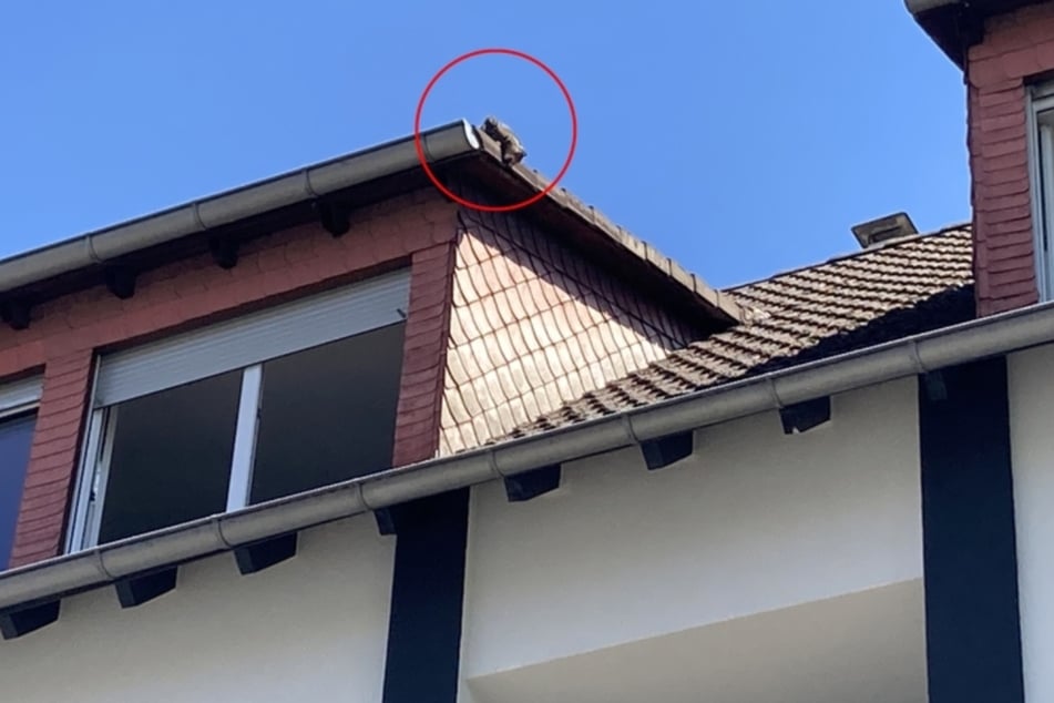 Das Kätzchen hatte es aus nicht bekannten Gründen auf das Hausdach geschafft, kam dann aber nicht mehr allein herunter.