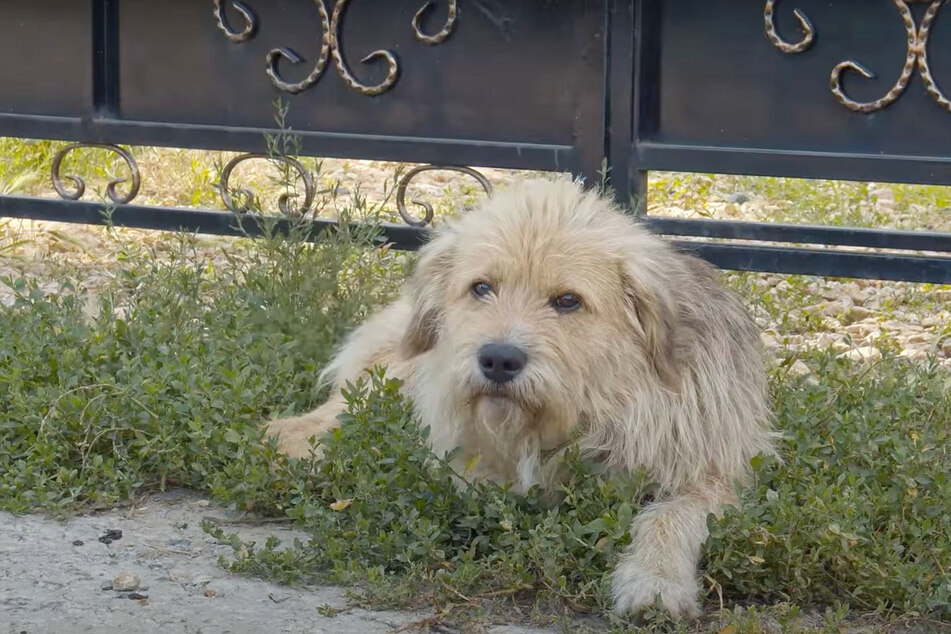 Traurig sah Oscar aus, als man ihn vor dem Tor des Hauses seines Besitzers fand.