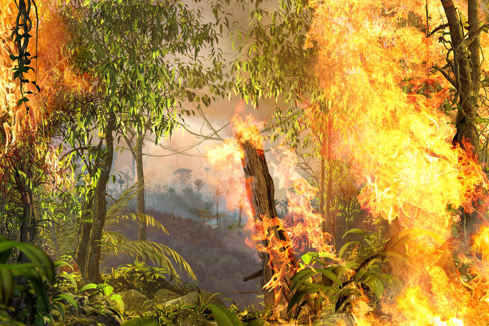 Rainforest burning (stock image).