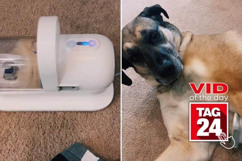 viral videos: Viral Video of the Day for May 2, 2023: TikTok's ingenious solution for shedding dogs