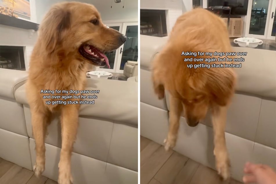 ... doch dann blieb der Hund plötzlich stecken.