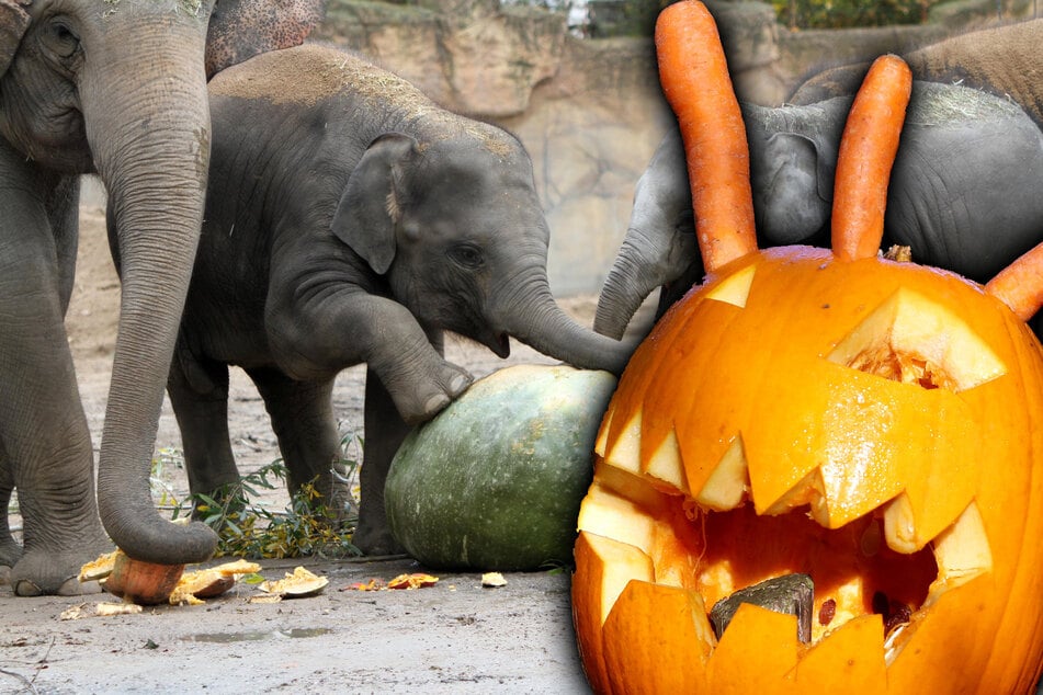 Halloween-Special im Leipziger Zoo: So bekommt Ihr freien Eintritt