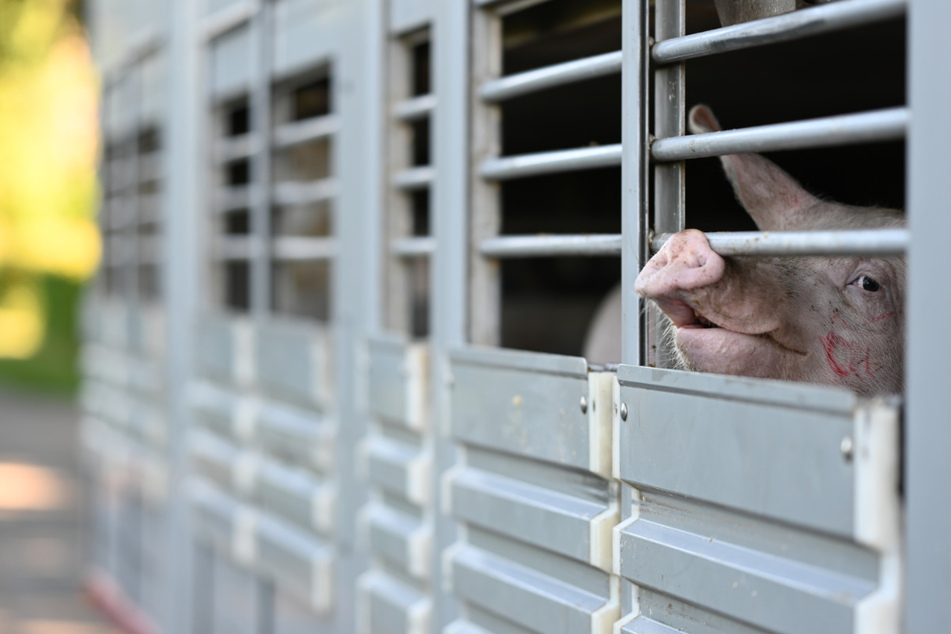 "Erschütterndes Bild": Polizei hält Transporter mit dehydrierten Schweinen an