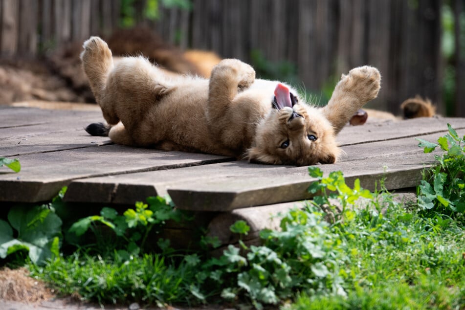 Die putzigen Löwenbabys toben liebend gern durch ihr Gehege.