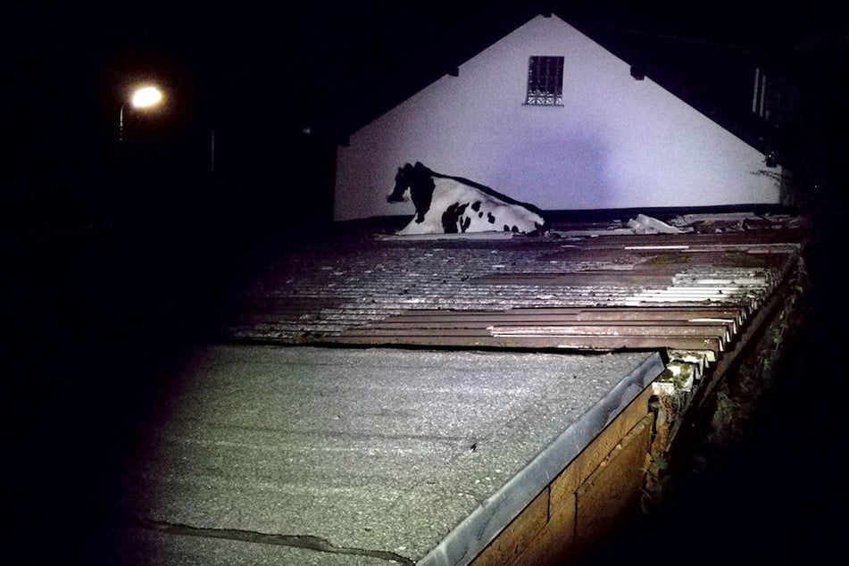Eine ausgebrochene Kuh ist 2018 in Morsbach in ein Wellblechdach eingebrochen.