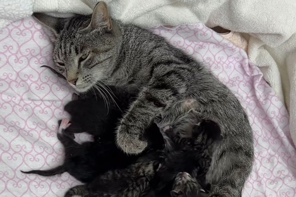 Katze Liberty Belle ist inzwischen Mutter von sechs gesunden Katzenbabys.