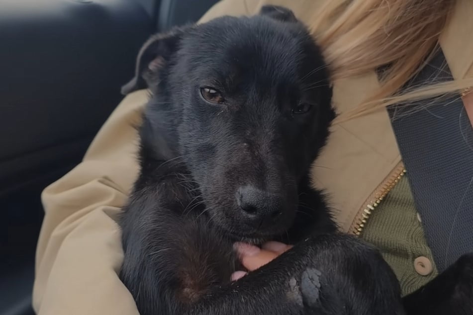 The little dog quickly fell asleep in his rescuer's arms in the car.