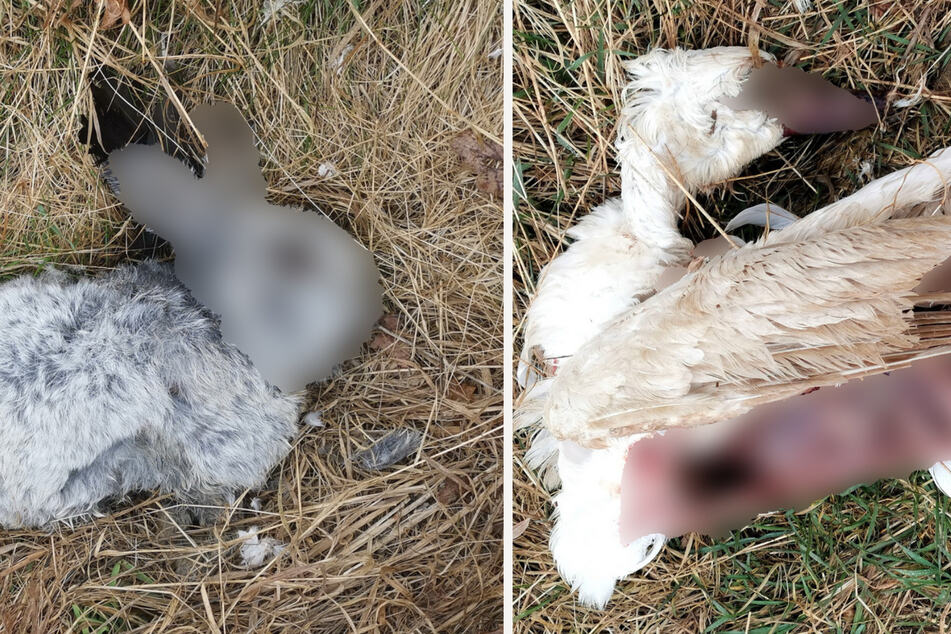 Grausame Serientat? Mehrere tote Tiere in Ostthüringen entdeckt!