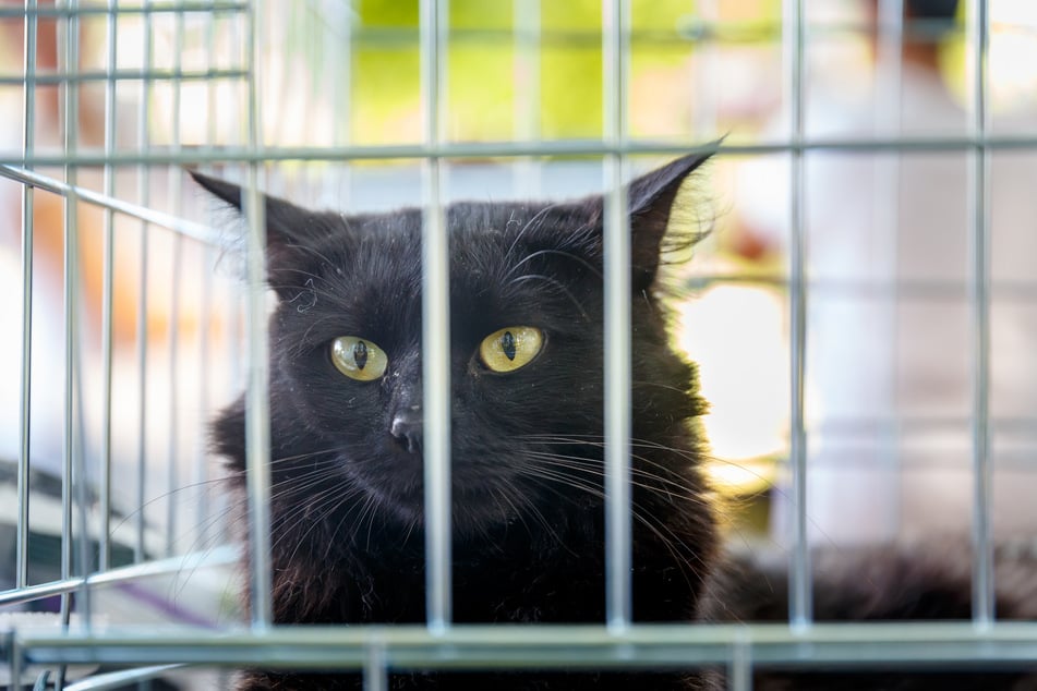 Schwarze Katzen müssen im Tierheim oft länger auf ein neues Zuhause hoffen.