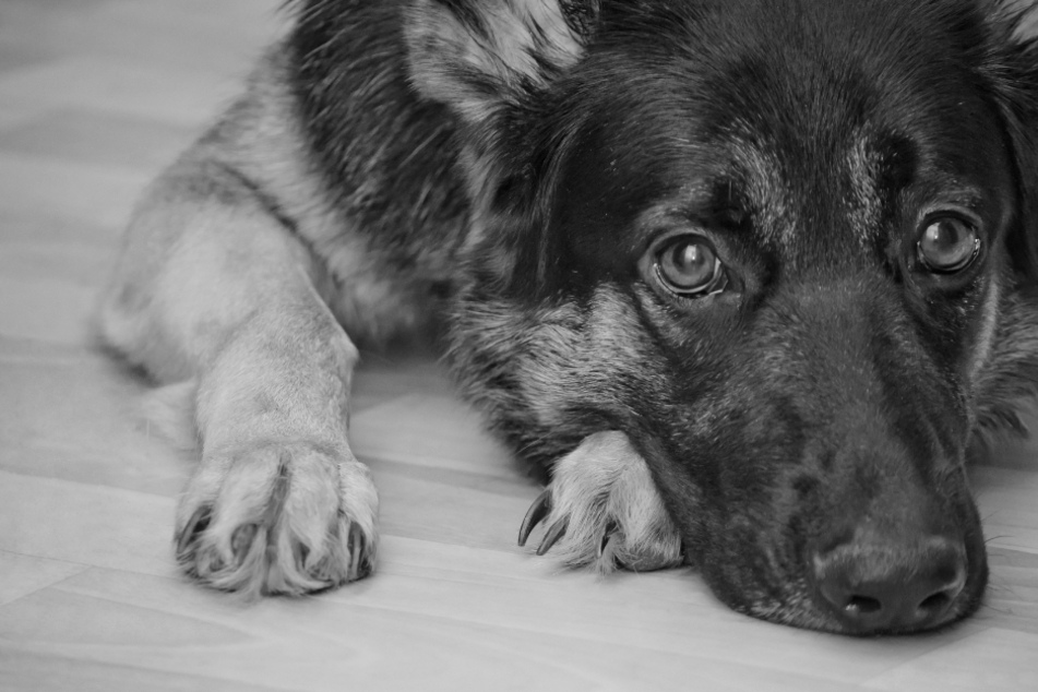 Der Zustand des Hundes verschlechterte sich auf dem Nachhauseweg. In der Nacht verstarb er. (Symbolbild)