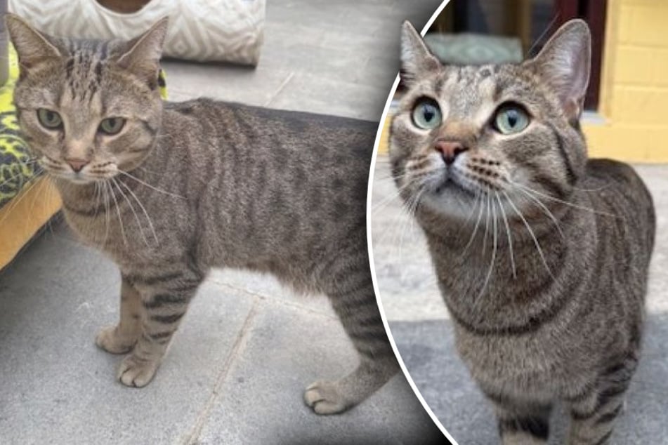 Wie herzlos! Kater wird in Transportbox verfrachtet und einfach sich selbst überlassen