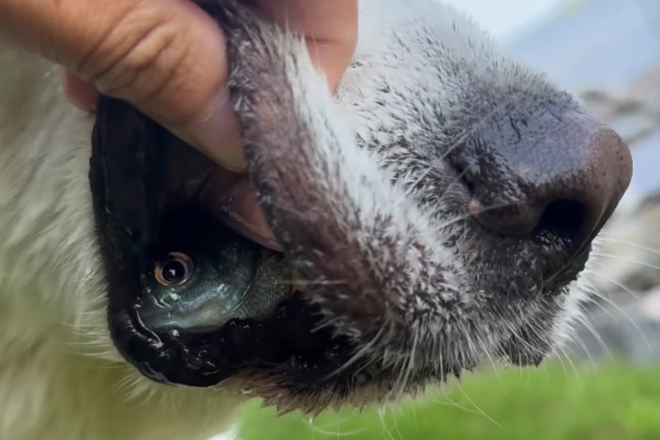 Der Vierbeiner hatte einen lebenden Fisch in seinem Maul versteckt.