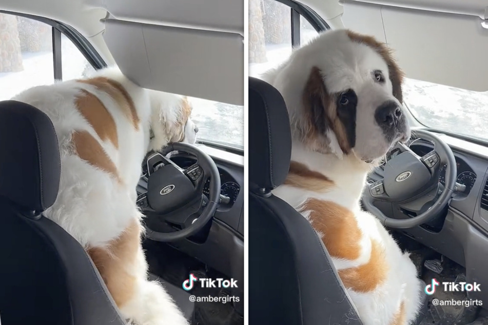 Doggy delivery! Dog takes over for Amazon driver and amuses millions on TikTok