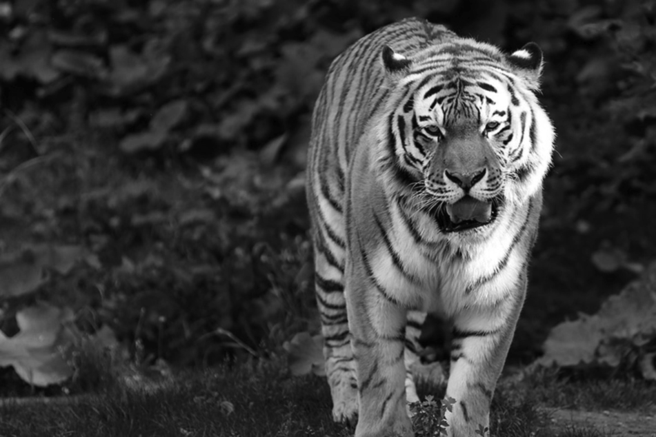 Nach längerem Leiden: Tiger Tomak im Leipziger Zoo eingeschläfert!