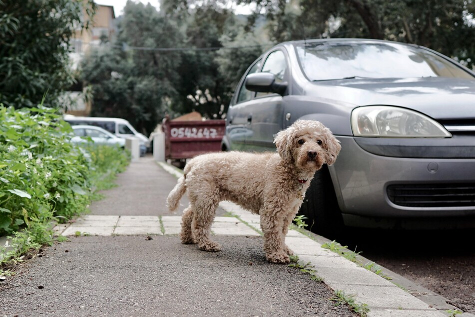 Leipzig Frau schiebt Hund unter Auto und verursacht Unfall Wer hat