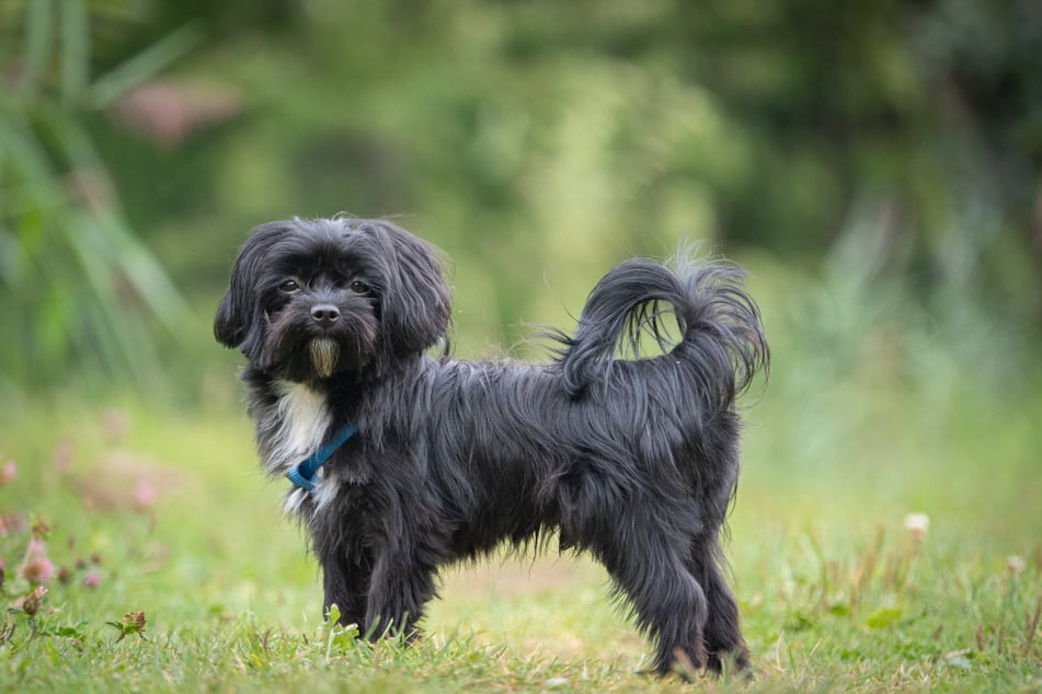 The Russian tsvetnaya bolonka isn't a particularly common canine.