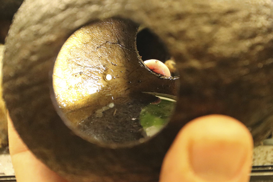Dieses klitzekleine Ei eines Madagaskar-Buntfrösche wurde in einer Kokosnuss abgelegt.