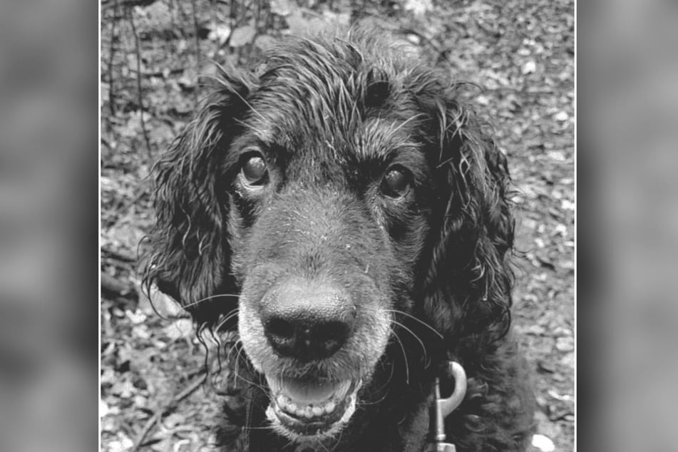 Téměř přesně o rok později zemřel patnáctiletý čtyřnohý.