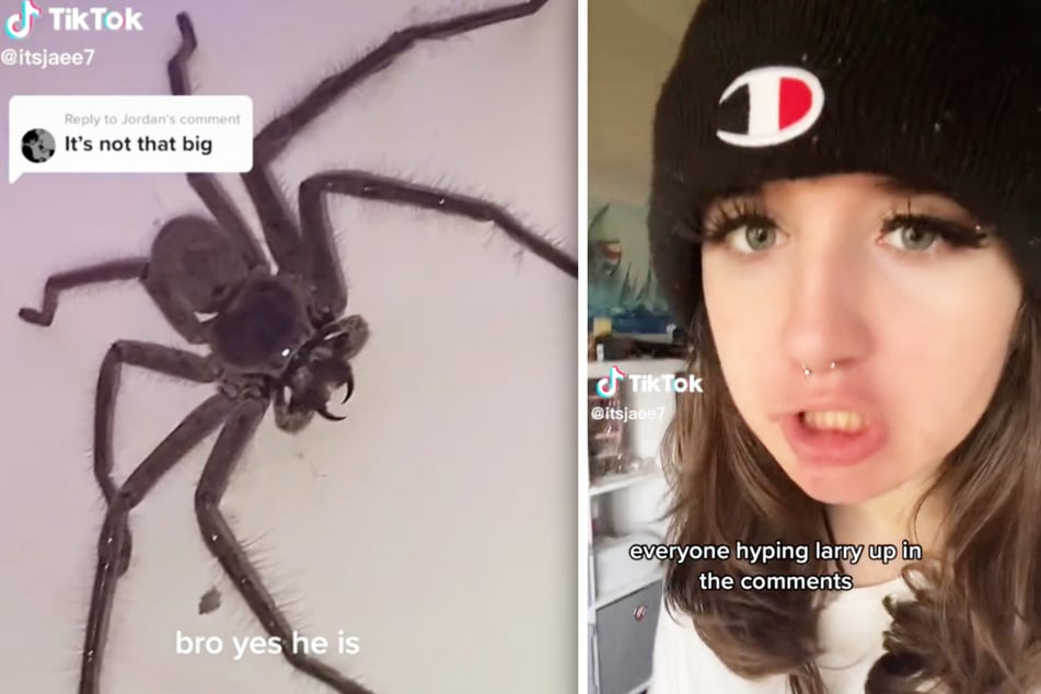Jaeden Leves (17) entdeckte eine riesige Huntsman Spinne in ihrem Zimmer, doch anstatt sie zu töten oder panisch vor die Tür zu werfen, akzeptierte sie ihn als neuen Mitbewohner.