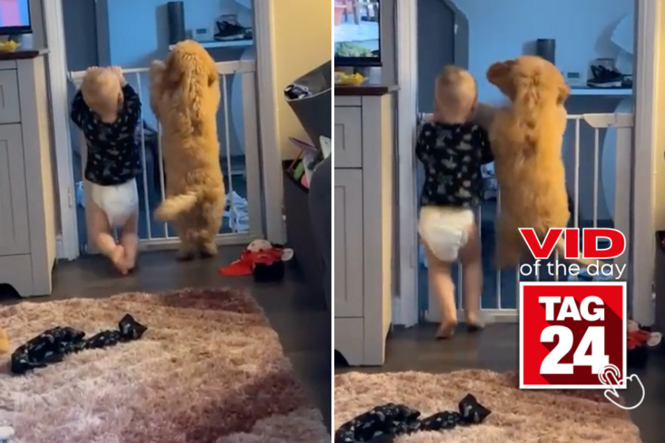 viral videos: Viral Video of the Day for February 16, 2024: Little boy and golden pup win millions of hearts on TikTok!