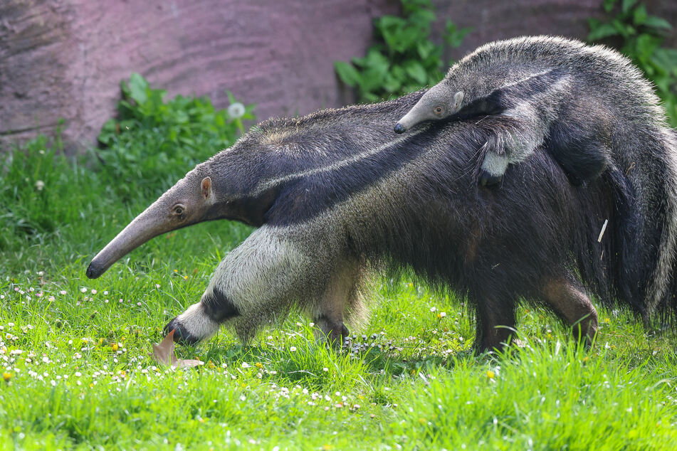 Ameisenbärin Bardana streift mit ihrer Tochter auf dem Rücken durch die Südamerikaanlage des Leipziger Zoos.