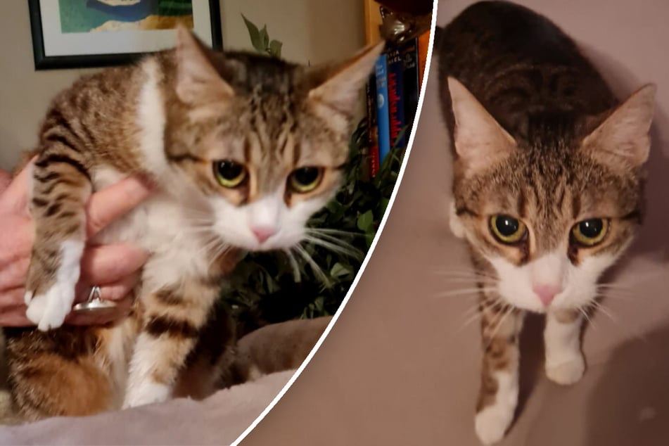 Katze Sissy ist eine unkomplizierte Begleiterin im Alltag ihrer Menschen.