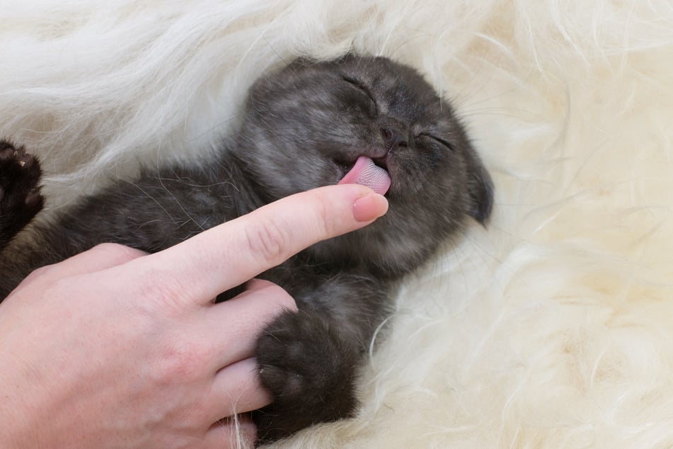 Katzen zeigen Zuneigung durch Ablecken.