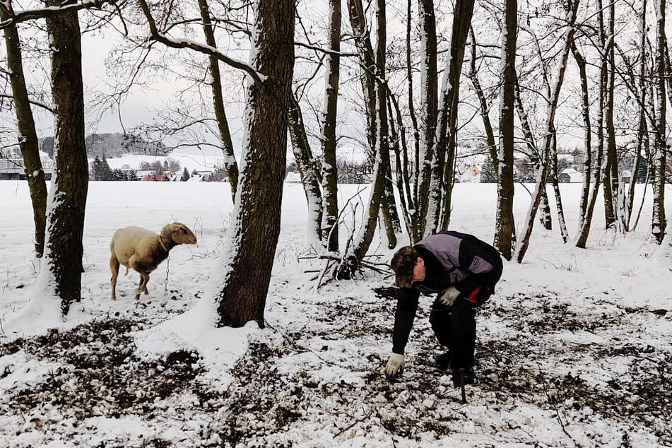 So fanden Tierschützer die armen Schafe im Wald vor.