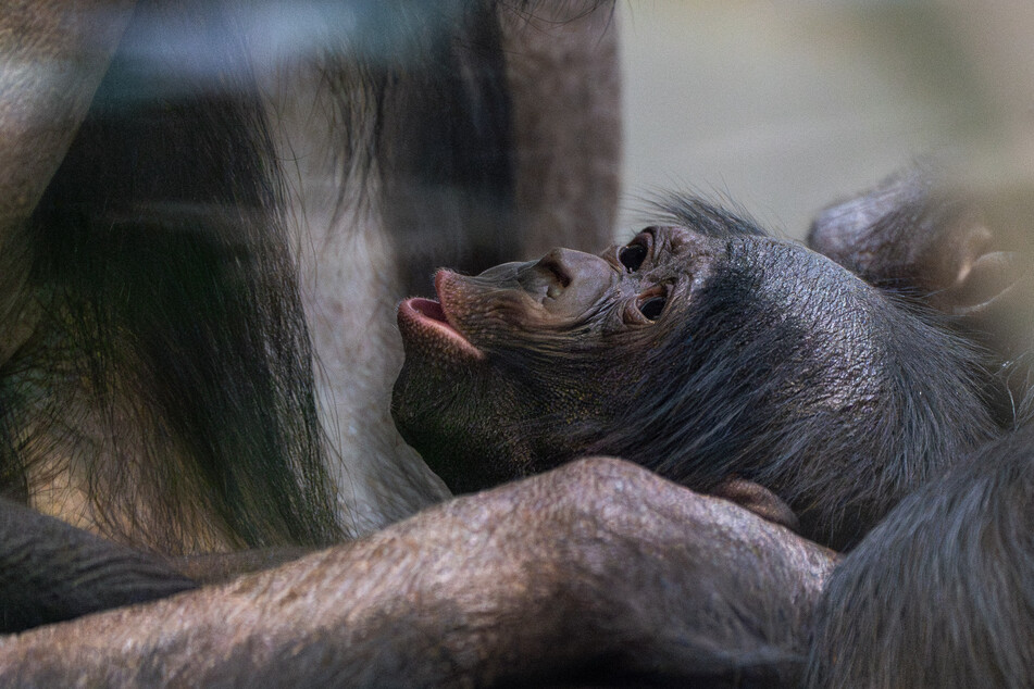 Der Bonobo-Nachwuchs lässt sich von seiner Mutter liebevoll versorgen.
