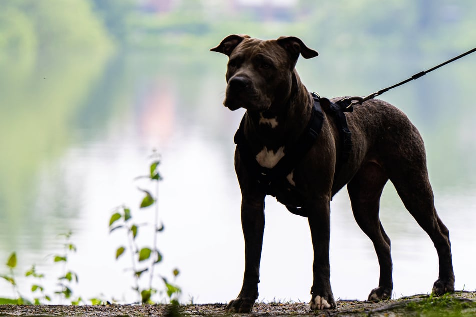 Cada segundo persona tiene miedo a los perros: ¿Deben utilizarse los parques de forma separada!