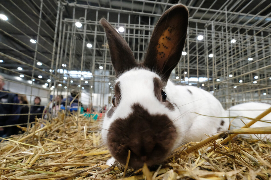 Hasen und Kaninchen gehören zu den beliebtesten Haustieren in Deutschland. Bei der Rassekaninchenschau gibt's zumindest viele von ihnen anzusehen. (Symbolbild)