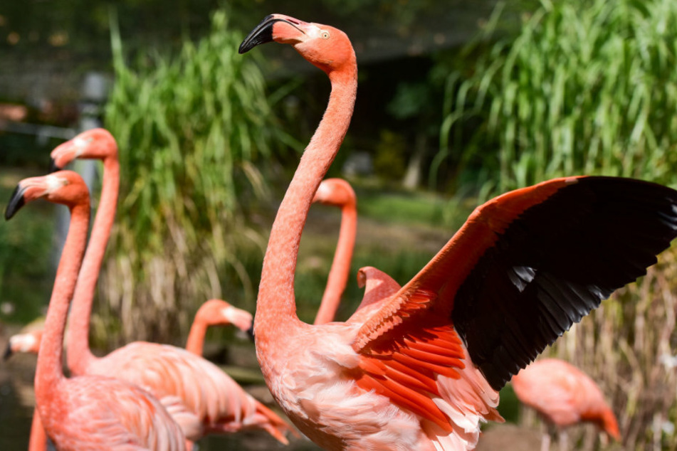 Die Flamingos im Amerika-Tierpark in Limbach.