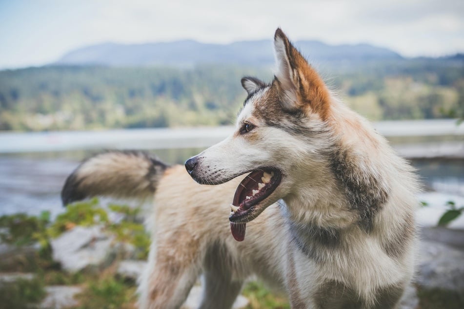 Bigger dogs have an easier time breathing than smaller dogs, and will usually pant less.