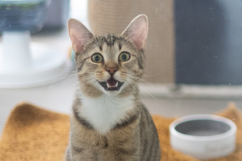 Eine Passantin rettete den Kater, der bereits unterkühlt war. (Symbolfoto)