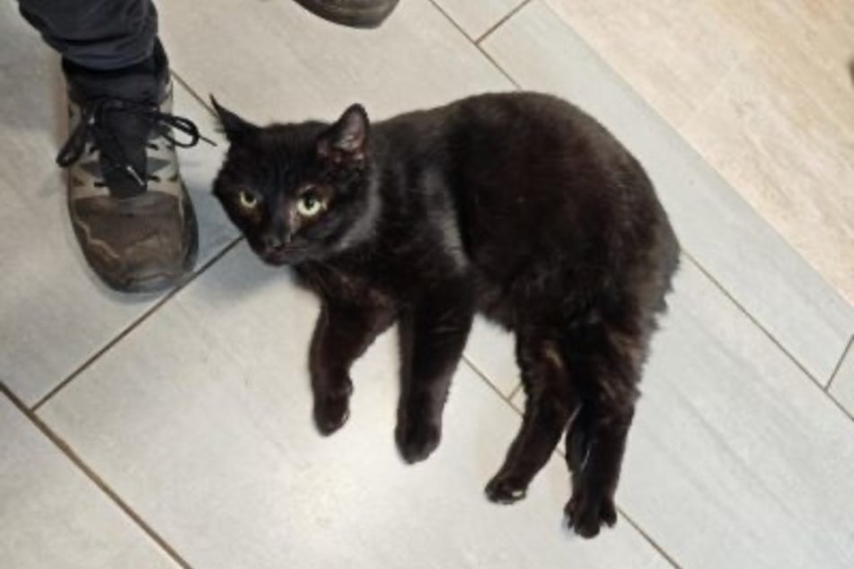 Mephisto sehnt sich danach, endlich aus dem Tierheim auszuziehen.