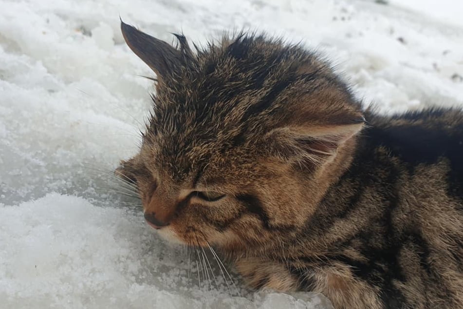 The critically endangered wildcat has since been in the hands of a local charity organization.