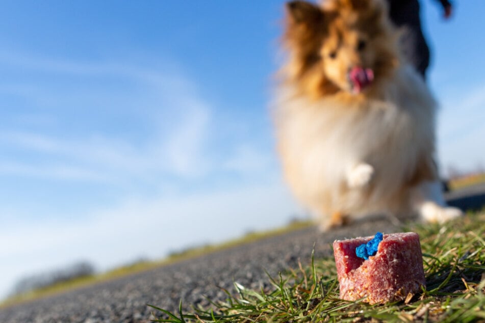 Laut Polizei zeigten elf Hunde nach dem Fressen der Giftköder Vergiftungserscheinungen, sieben von ihnen sollen gestorben sein. (Symbolfoto)