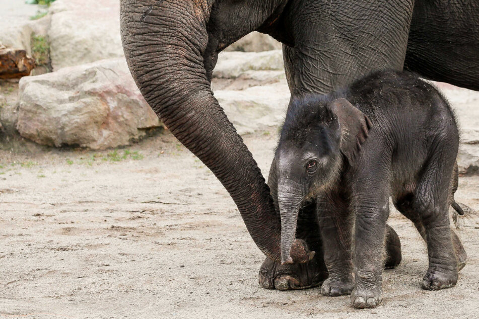 Süßer Baby-Elefant im Kölner Zoo geboren