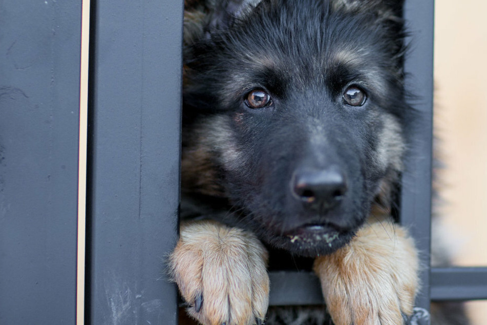 A sad dog staring through a gate.