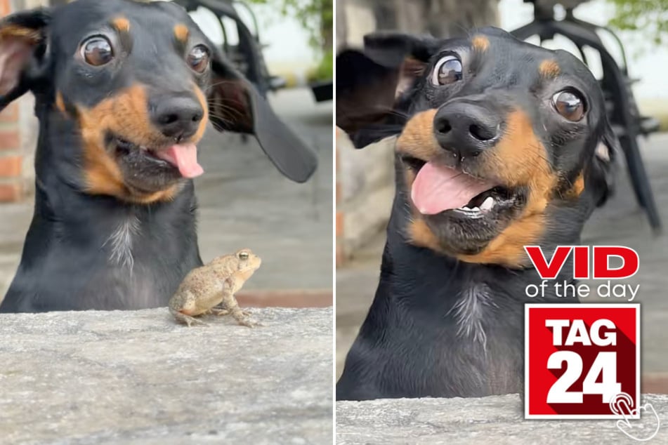 This dog took one little nip and chose violence against her own taste buds!