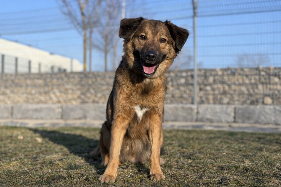 Leo jest otwarty na ludzi, ale jednocześnie wykazuje silny instynkt czuwania i ochrony.