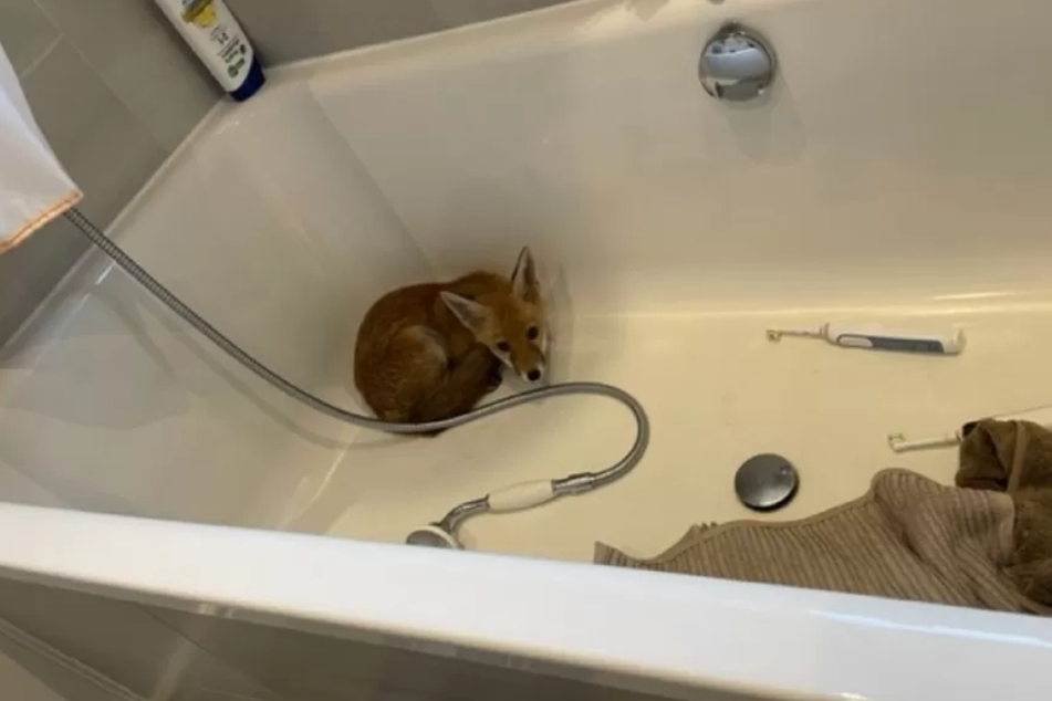 Animal rescue workers helped bring the scared fox back to the wild.