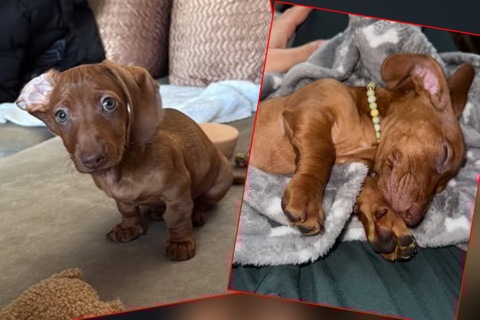 En cuanto a la educación, Zverev y Thomalla no están de acuerdo.