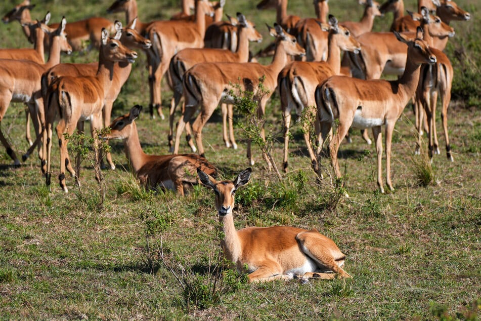 Ein armes Antilopenjungtier wurde offenbar von unbekannten Tätern erschossen. (Symbolbild)