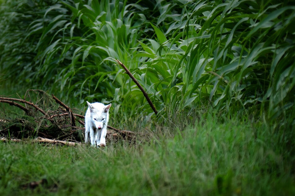 Un albinos? No, este animal tiene un defecto genético llamado "leucismo".