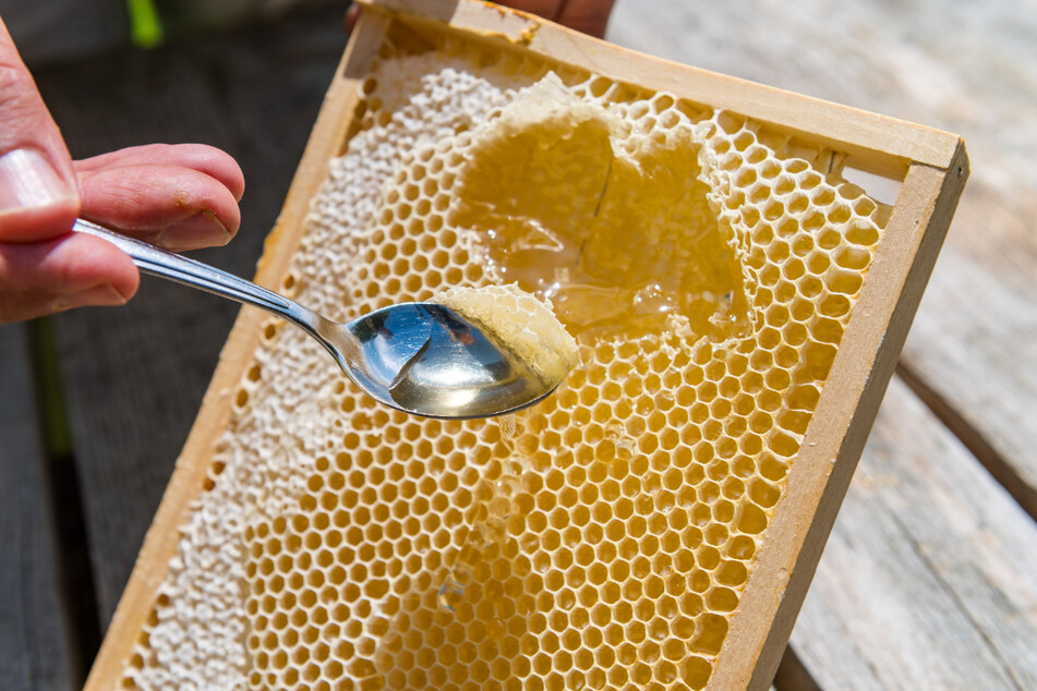 Frisch aus der Wabe schmeckt der Honig am besten.