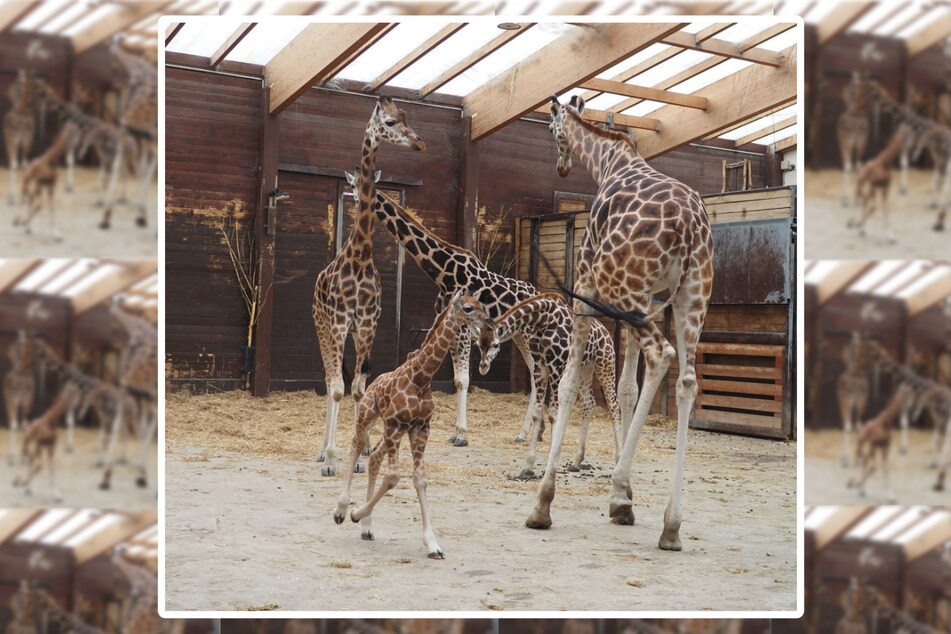 Die Zusammenführung des Jungtieres mit seiner Giraffen-Herde verlief problemlos.
